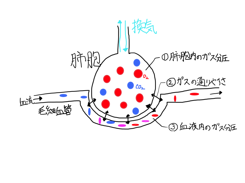 呼吸不全（respiratory failure） ヒトとく